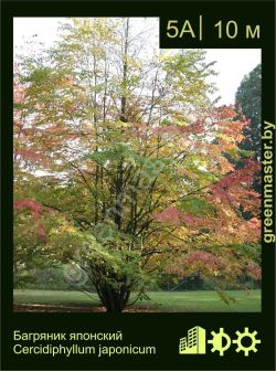 Изображение: багрянник японский (cercidiphyllum japonicum)