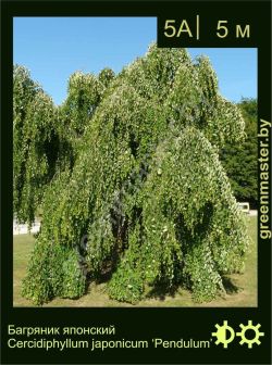 Изображение: багрянник японский (cercidiphyllum japonicum) 'pendulum'