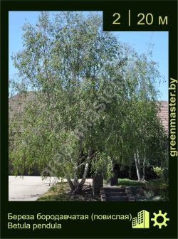 Изображение: береза бородавчатая (betula pendula)