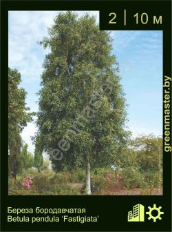 Изображение: береза бородавчатая (betula pendula) 'fastigiata'