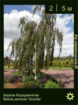 Изображение: береза бородавчатая (betula pendula) 'gracilis'