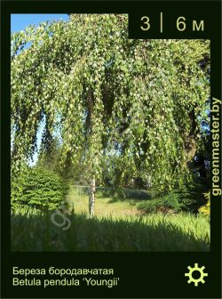 Изображение: береза бородавчатая (betula pendula) 'youngii'