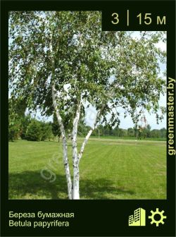 Изображение: береза бумажная (betula papyrifera)