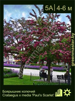 Изображение: боярышник гибридный (crataegus × media) 'pauls scarlet'