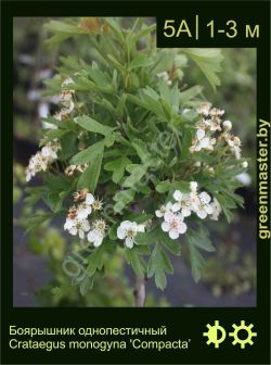 Изображение: боярышник однопестичный (crataegus monogyna) 'compacta'