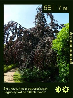 Изображение: бук лесной (fagus sylvatica) 'black swan'