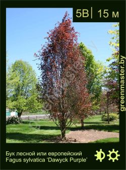 Изображение: бук лесной (fagus sylvatica) 'dawyck purple'