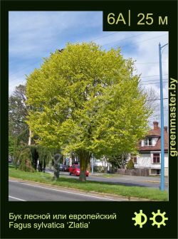 Изображение: бук лесной (fagus sylvatica) 'zlatia'