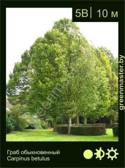 Изображение: граб обыкновенный (carpinus betulus)