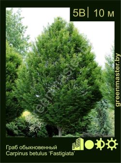 Изображение: граб обыкновенный (carpinus betulus) 'fastigiata'