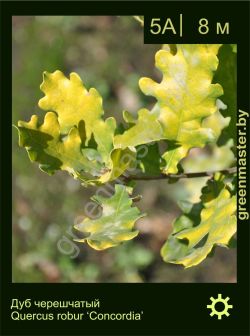 Изображение: дуб черешчатый (quercus robur) 'concordia'