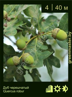 Изображение: дуб черешчатый (quercus robur)