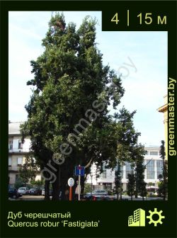 Изображение: дуб черешчатый (quercus robur) 'fastigiata'