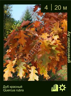 Изображение: дуб красный (quercus rubra)