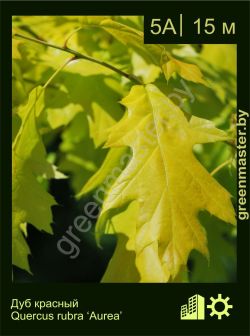 Изображение: дуб красный (quercus rubra) 'aurea'