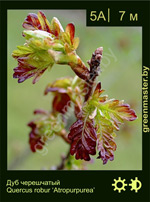 Изображение: дуб черешчатый (quercus robur) 'atropurpurea'