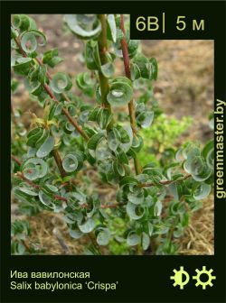 Изображение: ива вавилонская (salix babylonica) 'crispa'