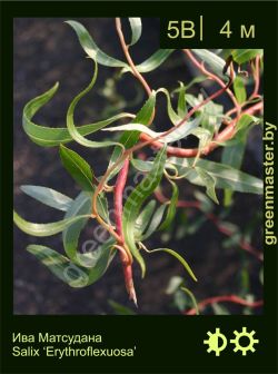 Изображение: ива Матсудана (salix matsudana) 'erythroflexuosa'