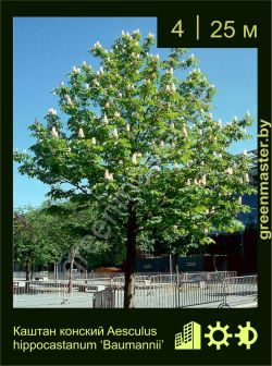 Изображение: конский каштан обыкновенный (aesculus hippocastanum) 'baumannii'