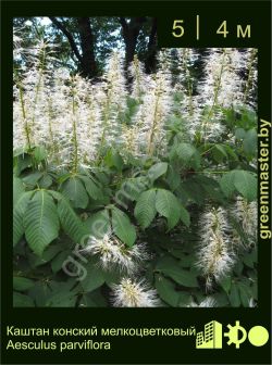 Изображение: конский каштан мелкоцветковый (aesculus parviflora)