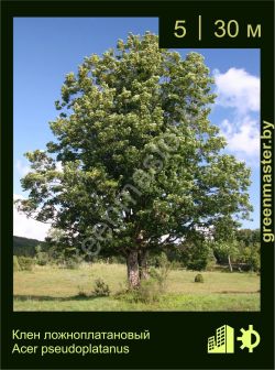 Изображение: клен белый (acer pseudoplatanus)