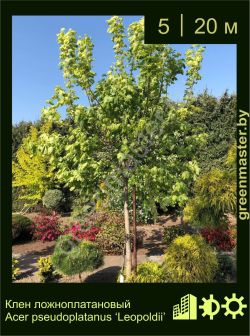 Изображение: клен белый (acer pseudoplatanus) 'leopoldii'