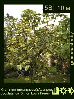 Изображение: клен белый (acer pseudoplatanus) 'simon louis freres'