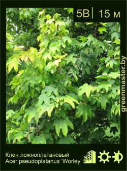 Изображение: клен белый (acer pseudoplatanus) 'worley'