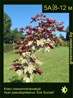 Изображение: клен белый (acer pseudoplatanus) 'esk sunset'