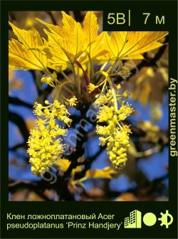 Изображение: клен белый (acer pseudoplatanus) 'prinz handjery'