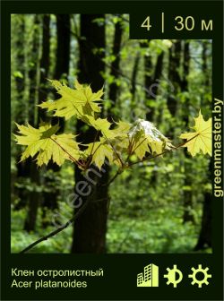 Изображение: клен остролистный (acer platanoides)