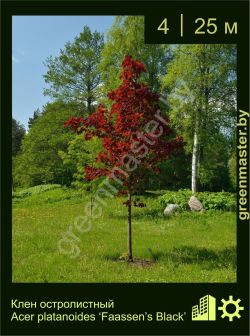 Изображение: клен остролистный (acer platanoides) 'faassen's black'