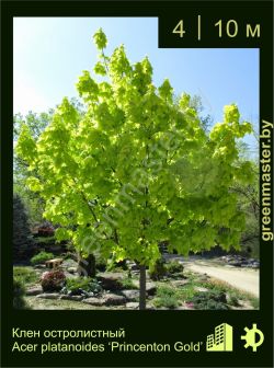 Изображение: клен остролистный (acer platanoides) 'princeton gold prigo'