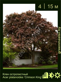 Изображение: клен остролистный (acer platanoides) 'crimson king'