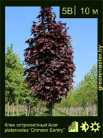 Изображение: клен остролистный (acer platanoides) 'crimson sentry'