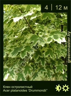 Изображение: клен остролистный (acer platanoides) 'drummondii'