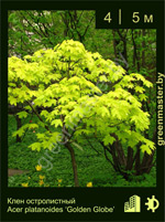 Изображение: клен остролистный (acer platanoides) 'golden globe'