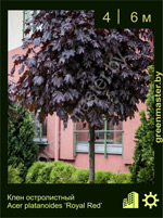 Изображение: клен остролистный (acer platanoides) 'royal red'