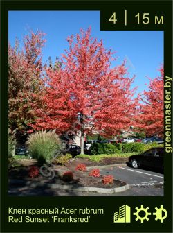 Изображение: клен красный (acer rubrum) 'franksred'