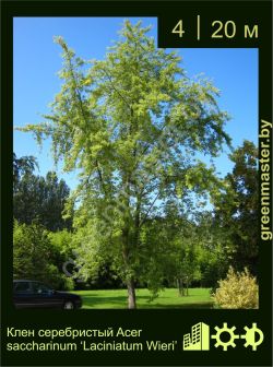 Изображение: клен серебристый (acer saccharinum) 'laciniatum wieri'