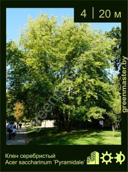 Изображение: клен серебристый (acer saccharinum) 'pyramidale'