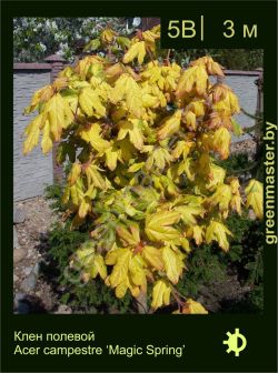 Изображение: клен полевой (acer campestre) 'magic spring'