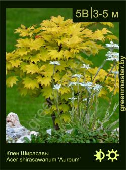 Изображение: клен Ширасавы (acer shirasawanum) 'aureum'