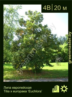 Изображение: липа европейская (tilia × europaea) 'euchlora'