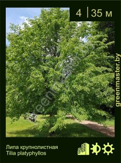 Изображение: липа крупнолистная (tilia platyphyllos)