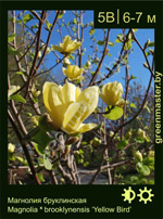 Изображение: магнолия бруклинская (magnolia brooklynensis) 'yellow bird'