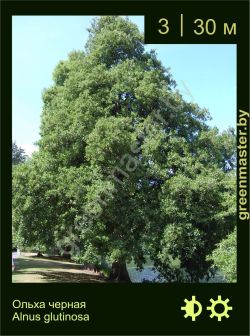 Изображение: ольха черная (alnus glutinosa)