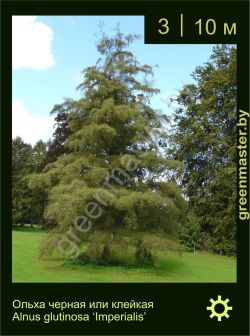 Изображение: ольха черная (alnus glutinosa) 'imperialis'