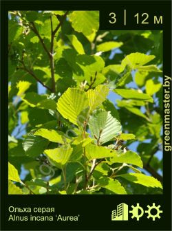 Изображение: ольха серая (alnus incana) 'aurea'