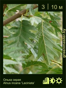 Изображение: ольха серая (alnus incana) 'laciniata'